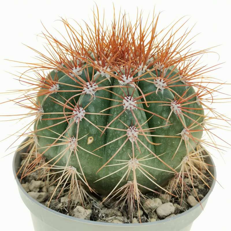 Melocactus neomontanus 14 cm. | Cactaceae - Giromagi vendita piante grasse