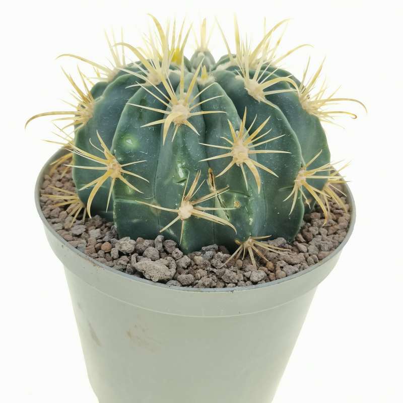 Ferocactus latispinus - Cactus vivant pot d'intérieur plante rare