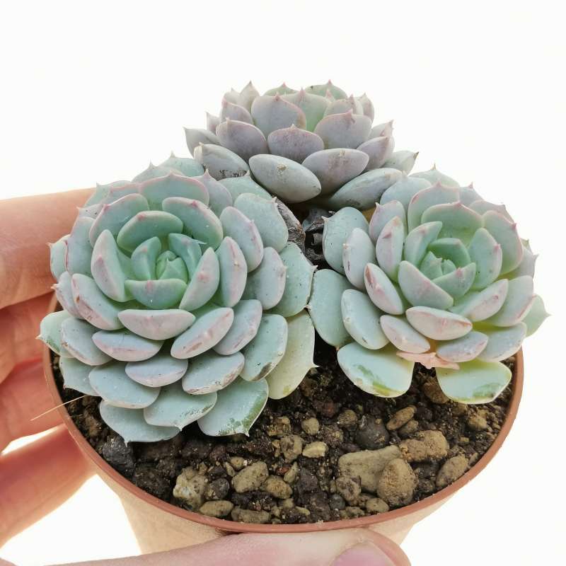 Echeveria minima 10 cm. | Crassulaceae - Giromagi vendita piante grasse