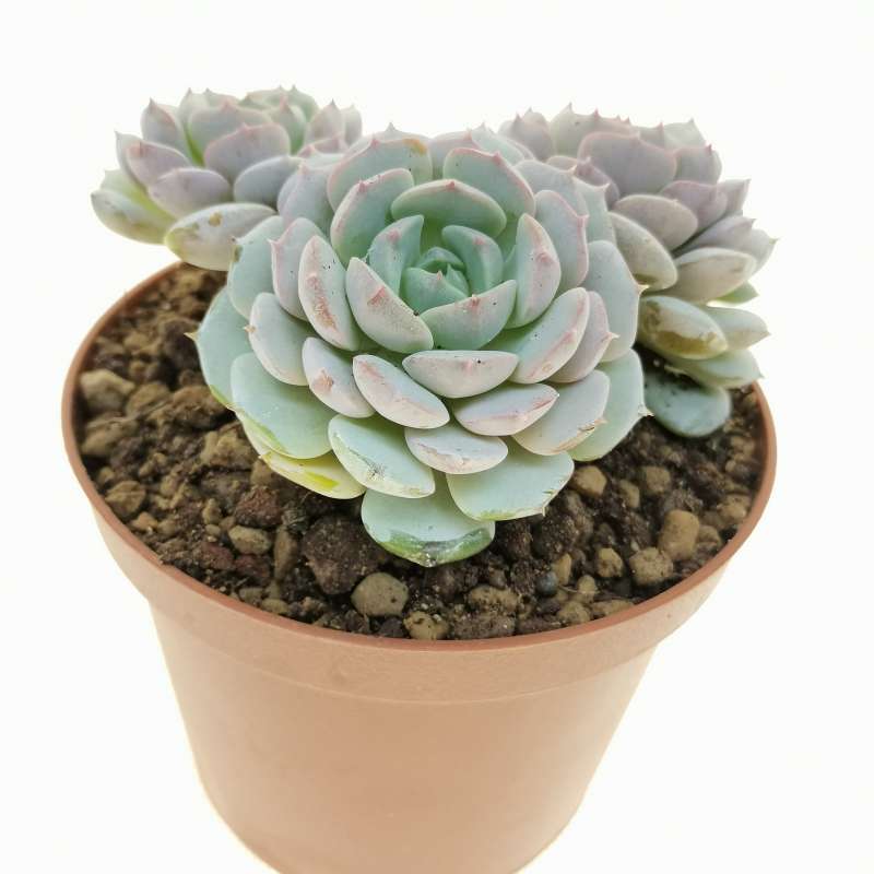 Echeveria minima 10 cm. | Crassulaceae - Giromagi vendita piante grasse