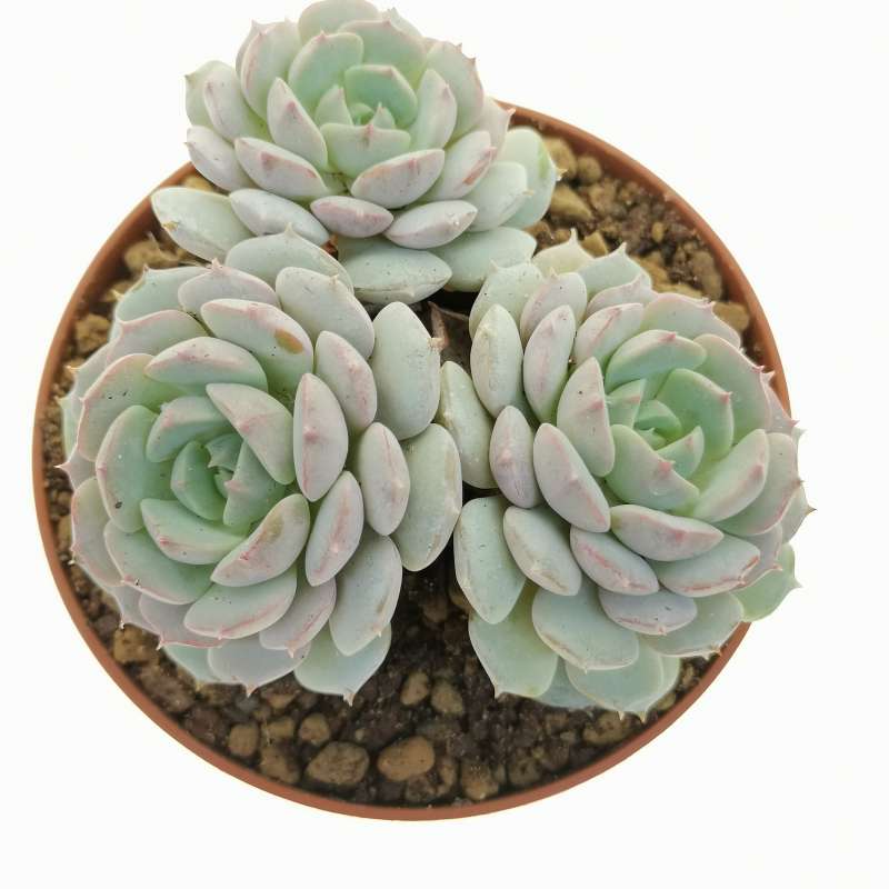 Echeveria minima 10 cm. | Crassulaceae - Giromagi vendita piante grasse