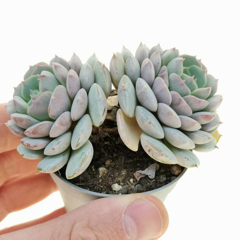 Echeveria minima 6,5 cm. | Crassulaceae - Giromagi vendita piante grasse