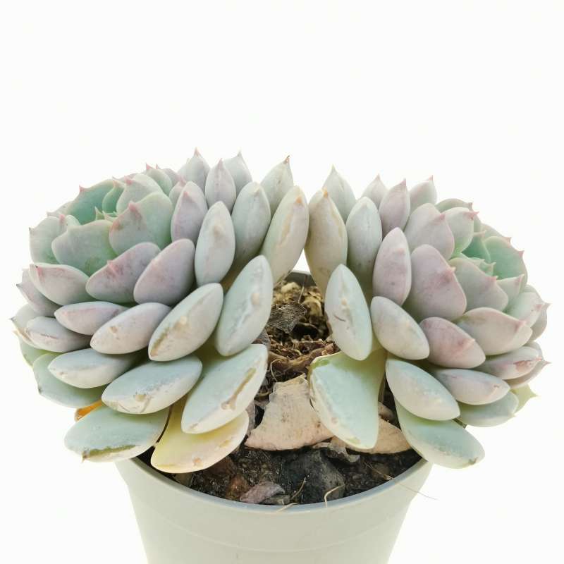 Echeveria minima 6,5 cm. | Crassulaceae - Giromagi vendita piante grasse