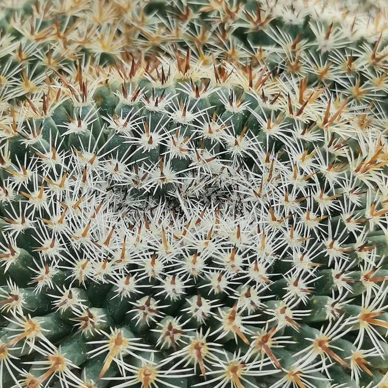 MAMMILLARIA E CACTUS PIANTA GRASSA VASO - Balestrate (Palermo)