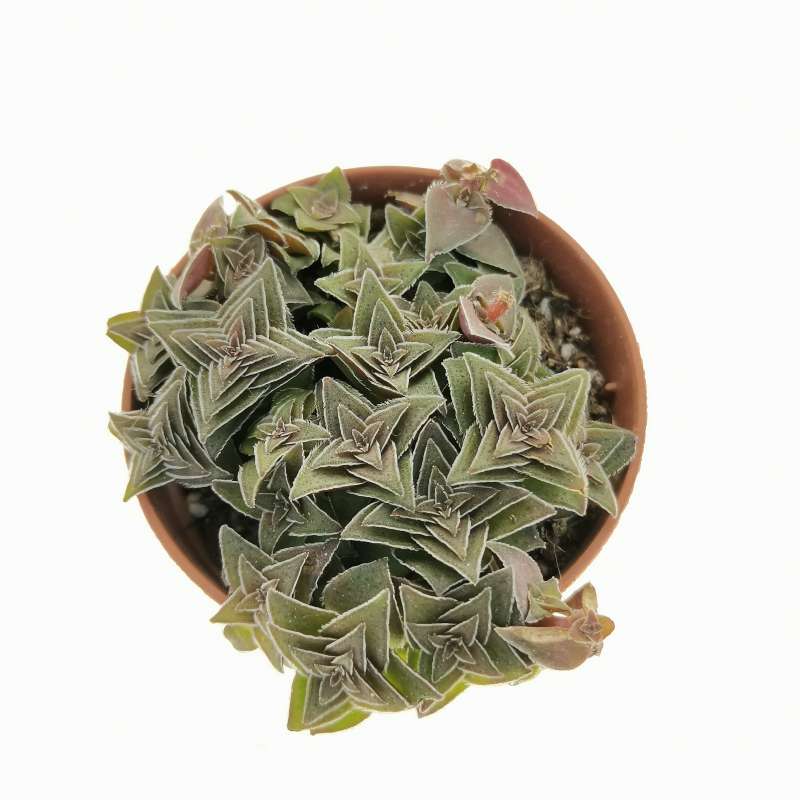 Crassula exilis subs. picturata 5,5 cm.  Crassulaceae - Giromagi vendita  piante grasse