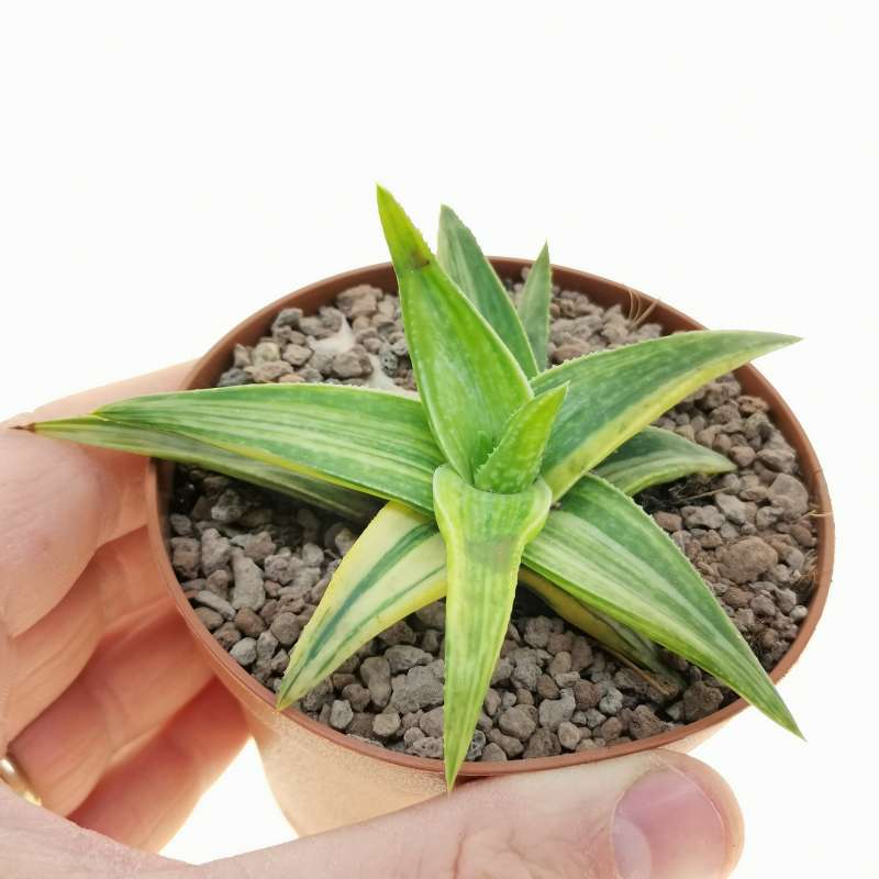 Gasteraloe 'Green Gold' f. variegata 10 cm. | Aloaceae - Giromagi ...