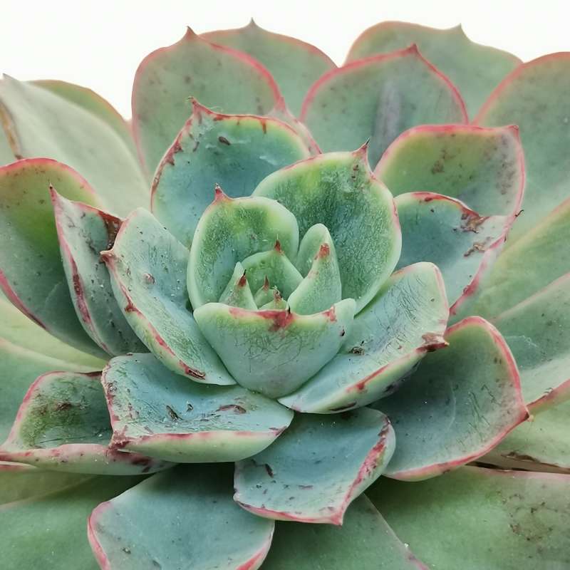 Echeveria &lsquo;Monica Drop&rsquo; 14 cm. | Crassulaceae - Giromagi vendita 