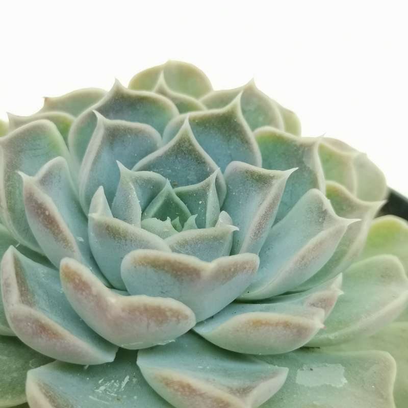 Echeveria Hyalina Cm Crassulaceae Giromagi Vendita Piante Grasse