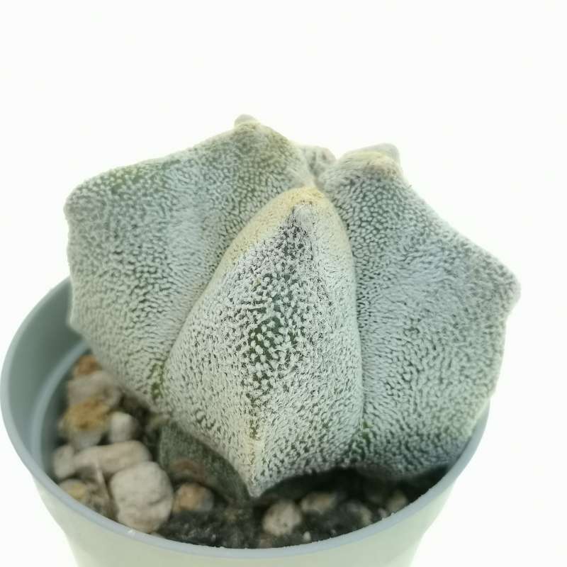 Astrophytum coahuilense cv. hakuran kikko 6,5 cm. | Cactaceae ...