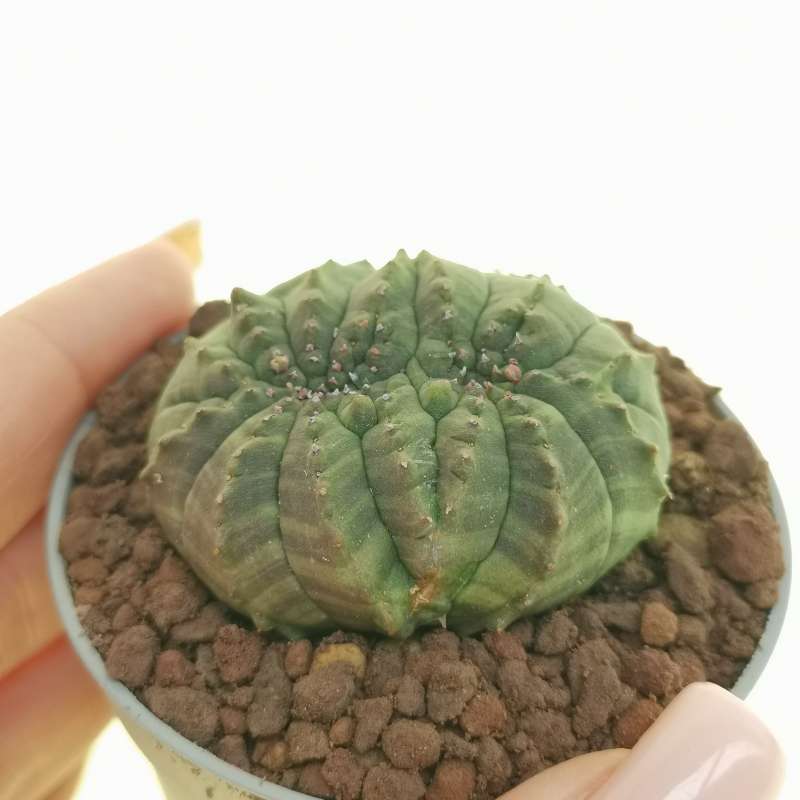Euphorbia obesa f. crestata (Rare form)