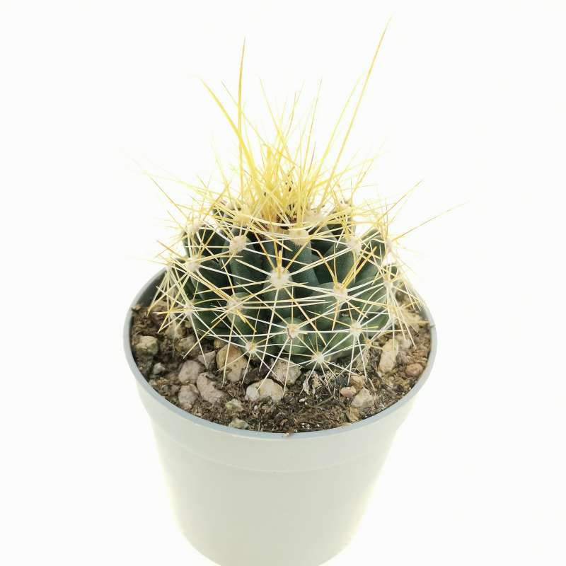 Ferocactus sinuatus var. papyracanthus (yellow spines) 6,5 cm ...