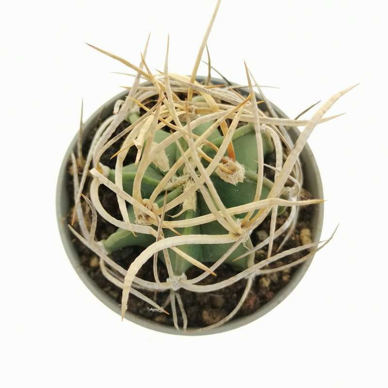 Astrophytum capricorne cv. Buffalo - Giromagi