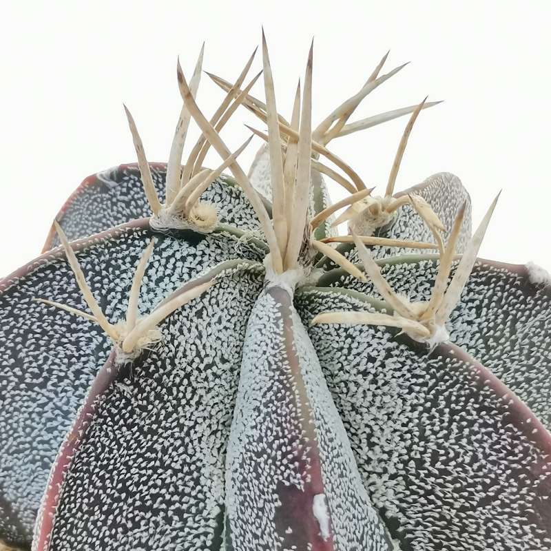 Astrophytum capricorne var. crassispinum 15 cm.