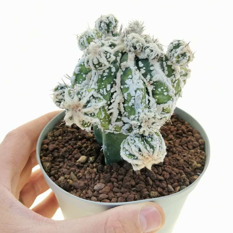 Astrophytum ornatum cv. fukuryu hanya haku-jo dinosaur