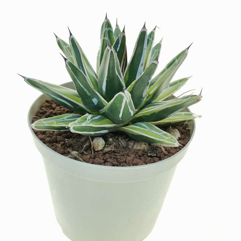 Agave victoriae-reginae f. variegata 14 cm. | Agavaceae Agave victoriae-reginae f. variegata 14 cm. | Agavaceae