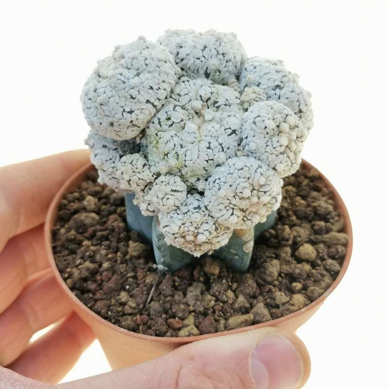 Astrophytum asterias hybrid (Superkabuto Snow Type) f. prolifera (CITES)