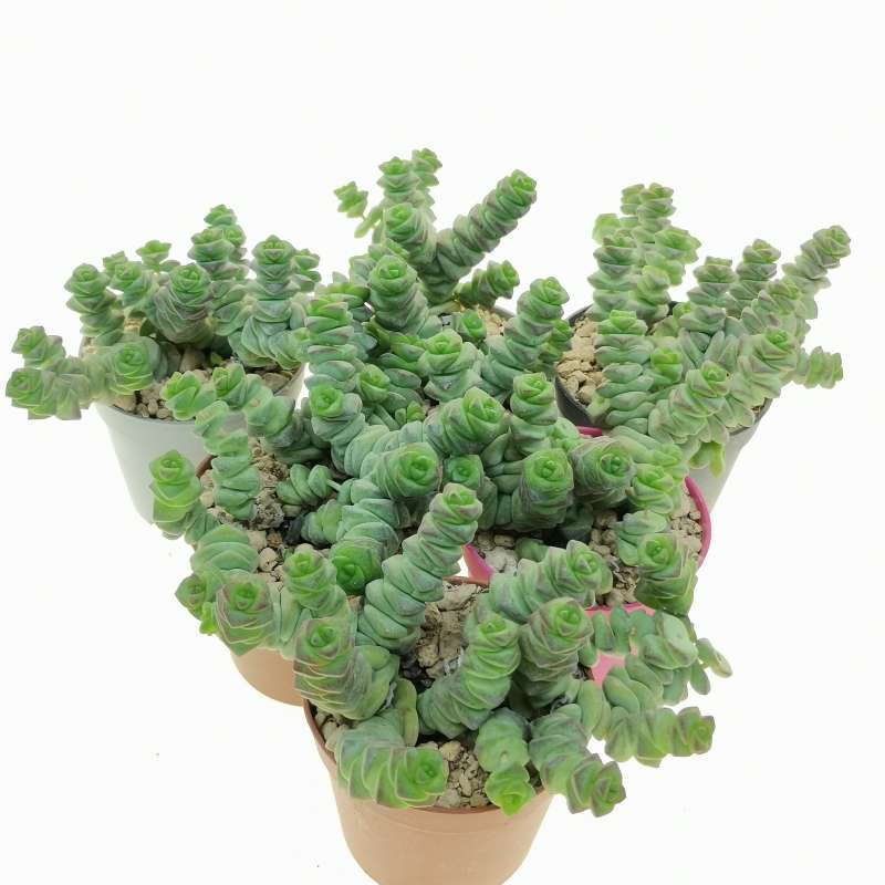 Crassula Marnieriana Hottentot 6 5 Cm Crassulaceae Giromagi Vendita Piante Grasse