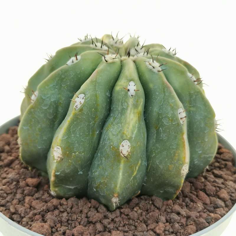 Melocactus maxonii f. inermis variegata 14 cm. | Cactaceae - Giromagi ...