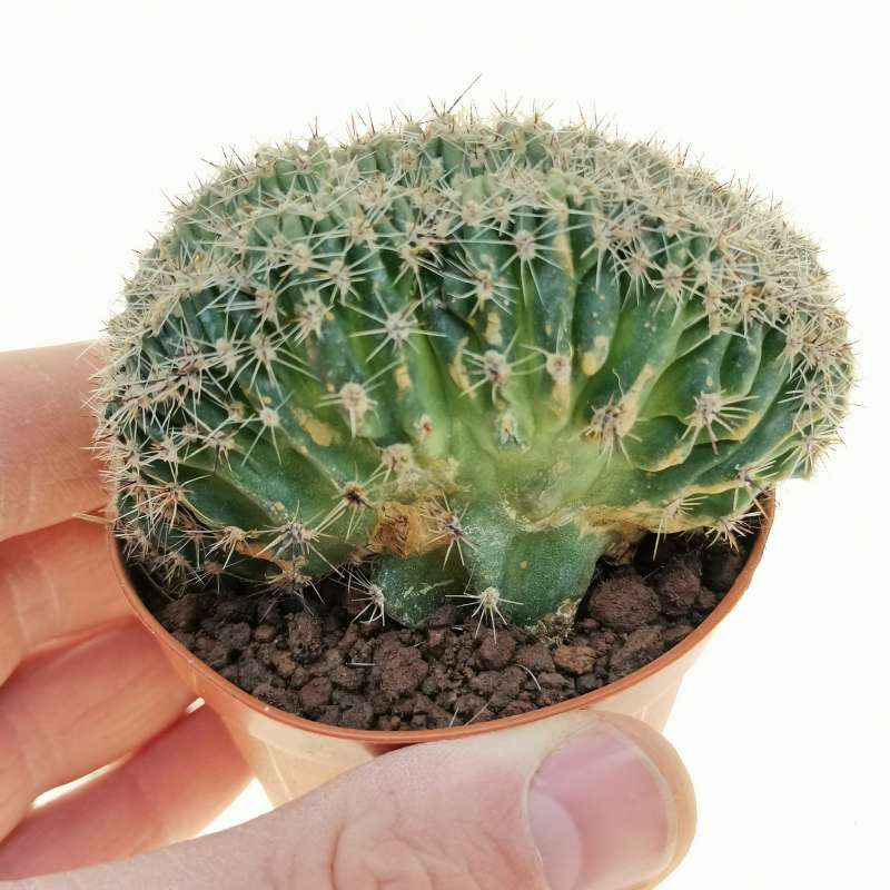 Lobivia aurea f. crestata 8,5 cm. | Cactaceae - Giromagi vendita piante ...