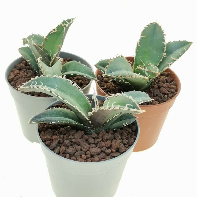 大阪最安値 国産 農大厳龍 子株付きagave titanota oteroi - 観葉植物