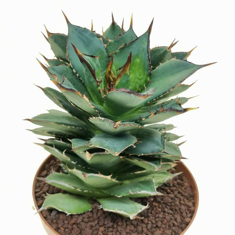 Agave Titanota 'Tower of Babel' 14 cm. | Agavaceae - Giromagi