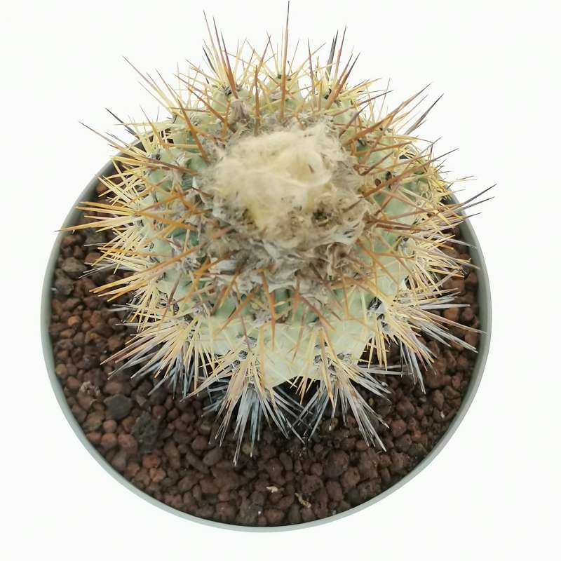 Copiapoa marginata (Own roots) 14 cm. | Cactaceae - Giromagi vendita piante  grasse