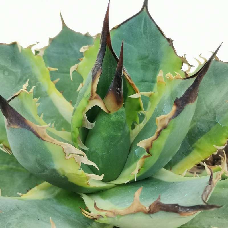 Agave good Titanota Banana Peel