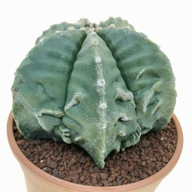 Astrophytum Myriostigma Cv. Fukuryu (type B) 17 Cm. | Cactaceae ...