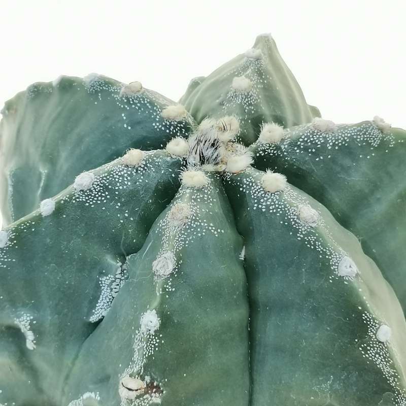 Astrophytum Myriostigma Cv. Fukuryu (type B) 17 Cm. | Cactaceae ...