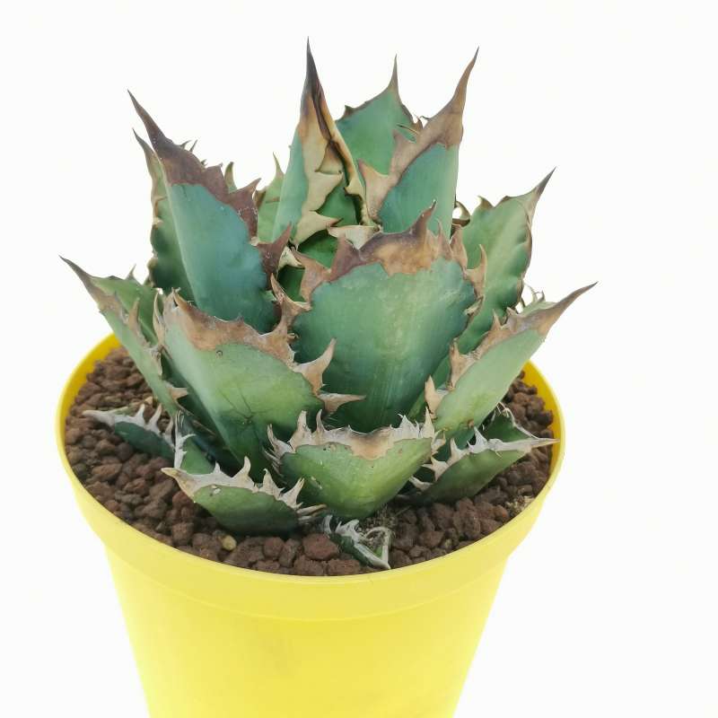 Lj_plants】Q280 限定特選株 agave titanota no name アガベ チタノタ 実生厳選 無名 極上強