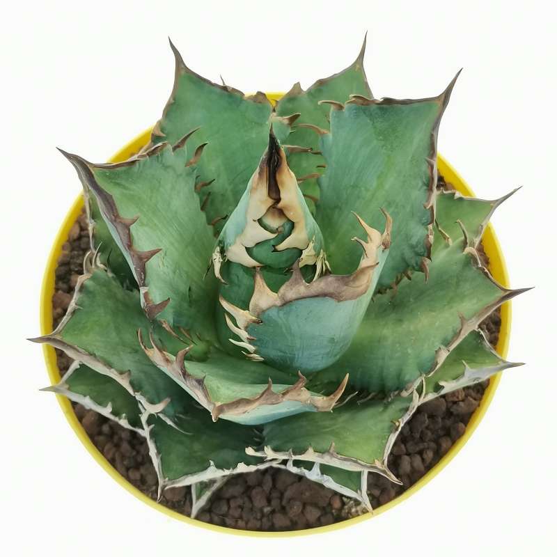 Agave titanota cv. Red Catweezle 14 cm. | Agavaceae