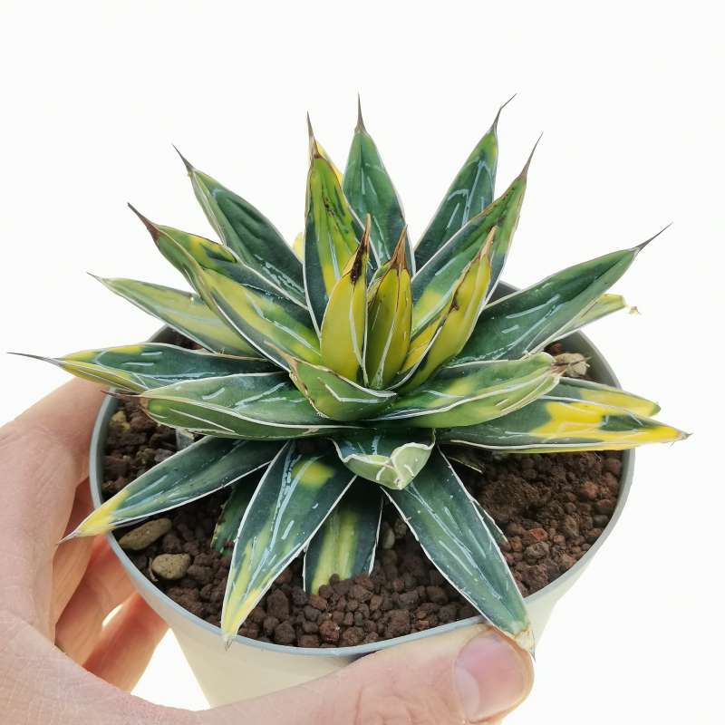 Agave victoriae-reginae 'Sun king' 14 cm. | Agavaceae Agave victoriae-reginae 'Sun king' 14 cm. | Agavaceae