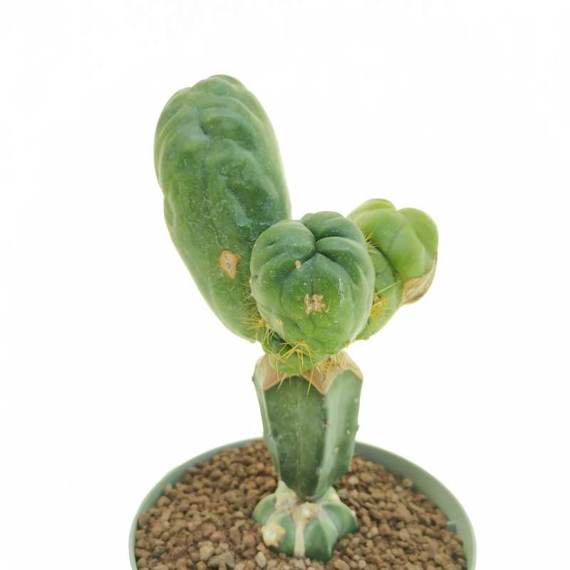 Trichocereus santiaguensis f. monstruosa (Cactus Peperone) 14 cm ...