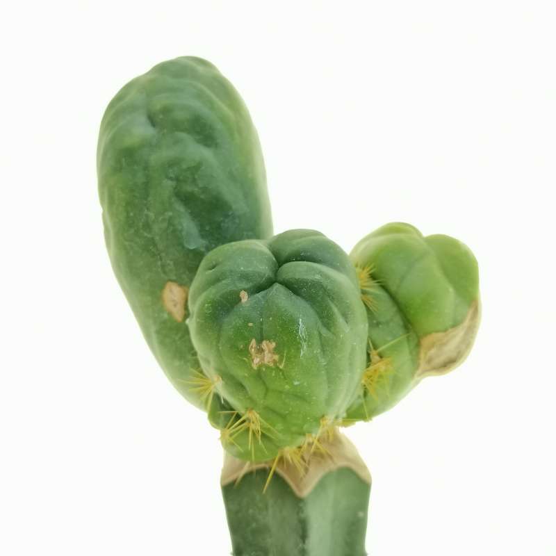 Trichocereus santiaguensis f. monstruosa (Cactus Peperone) 14 cm ...