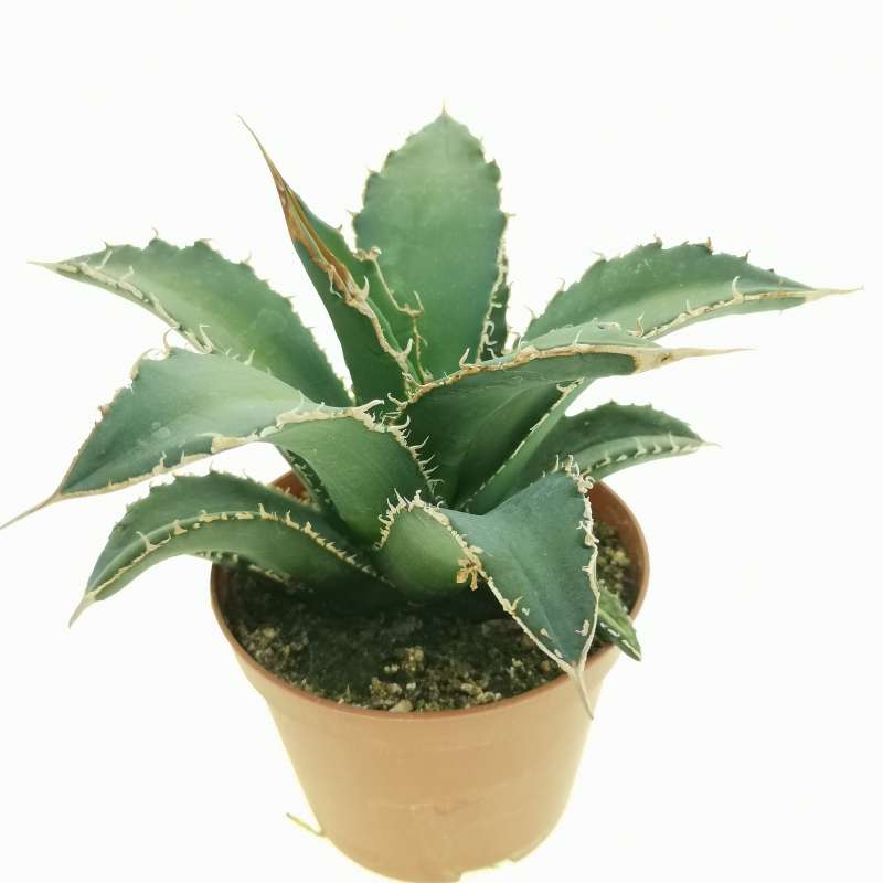 国産 農大厳龍 子株付きagave titanota oteroi - beaconparenting.ie