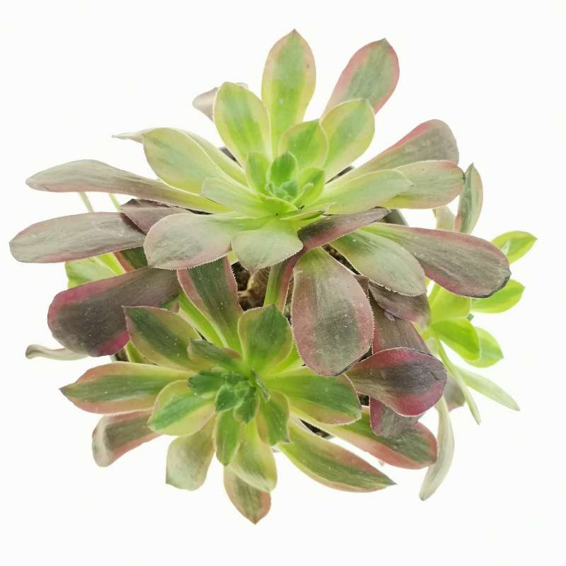 Aeonium Eden 14 Cm Crassulaceae Giromagi Vendita Piante Grasse