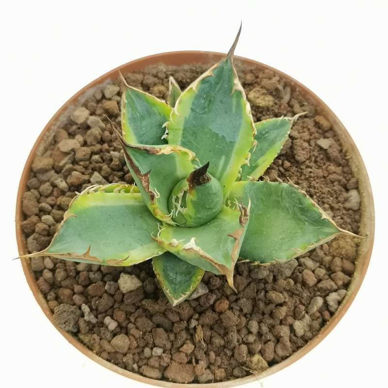 Agave titanota 'Genryu Kifukurin' f. variegata 10 cm