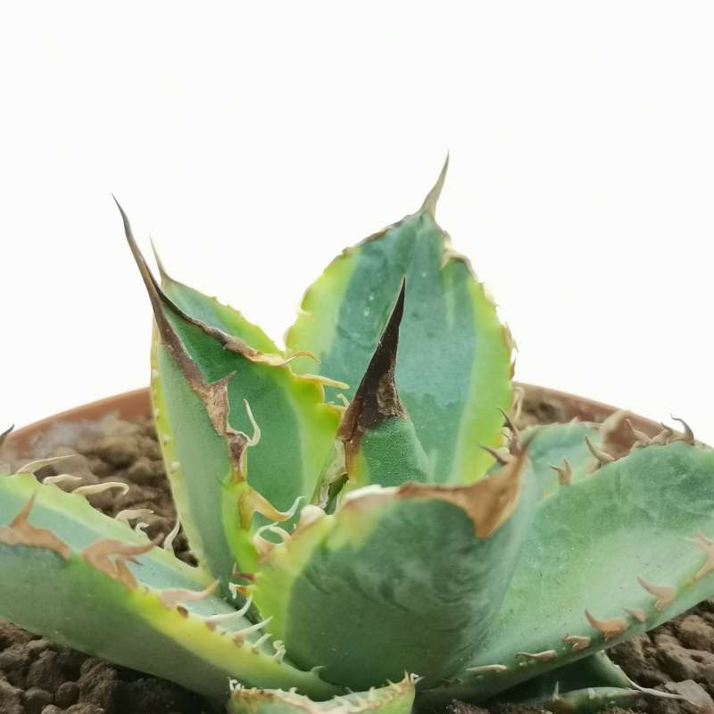 Agave titanota 'Genryu Kifukurin' f. variegata 10 cm