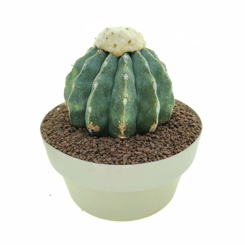 Melocactus maxonii f. inermis variegata 20 cm. | Cactaceae - Giromagi ...