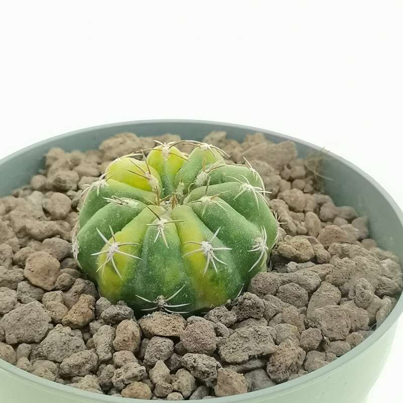 Matucana Polzii F Variegata Cm Cactaceae Giromagi Vendita