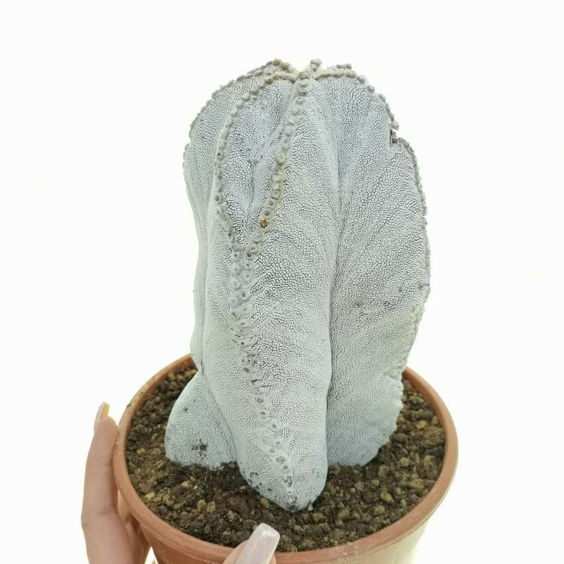 Astrophytum myriostigma cv. Onzuka V-type f. columnare (super white)