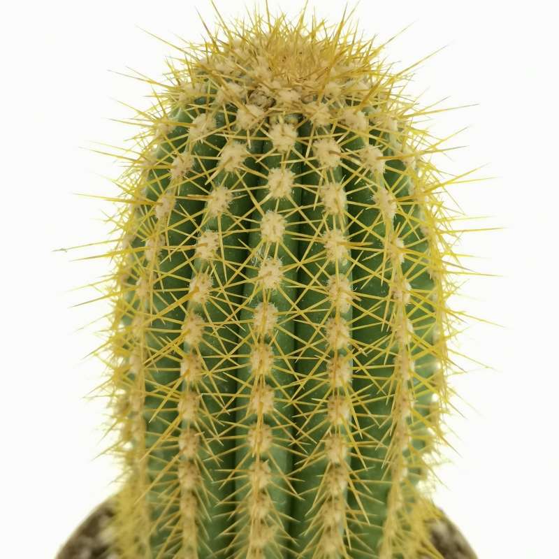 Trichocereus santiaguensis 7,5 cm. | Cactaceae - Giromagi vendita ...