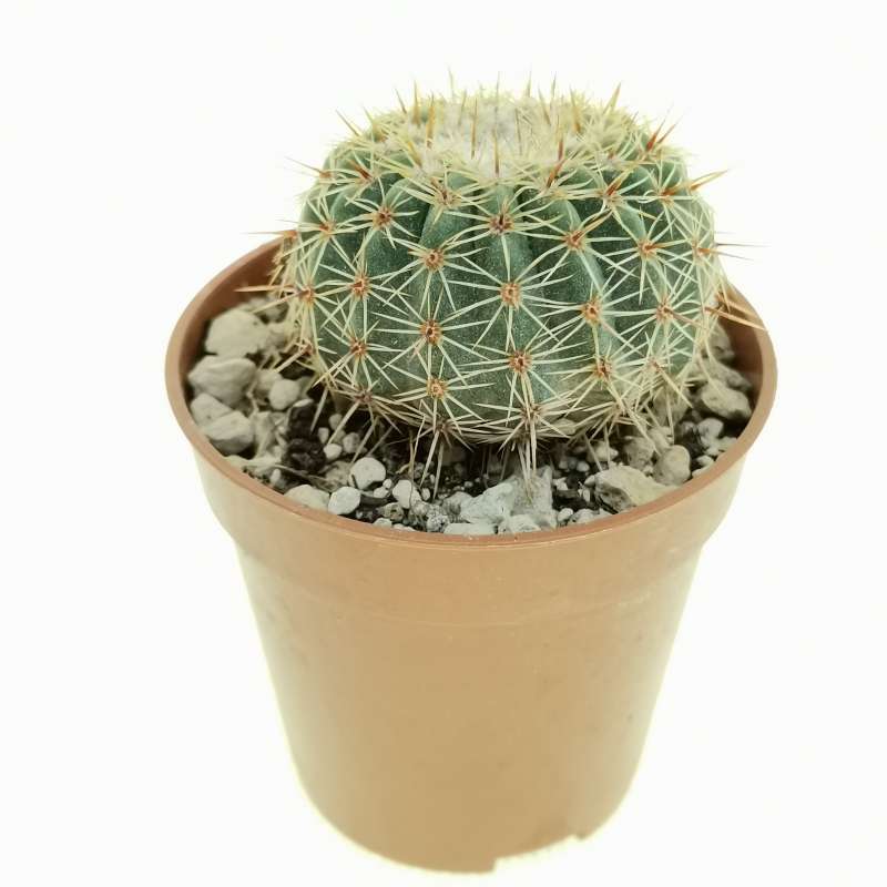 Notocactus mueller-melchersii 5,5 cm. | Cactaceae - Giromagi vendita ...