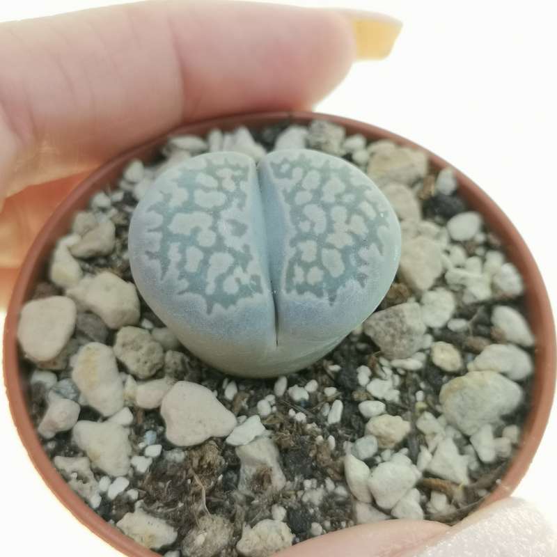 Lithops Salicola 'maculate' C.86 5,5 Cm. 