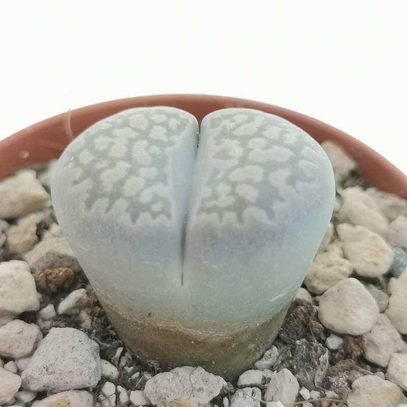 Lithops salicola 'Maculate' C.86 5,5 cm. | Aizoaceae - Giromagi vendita ...