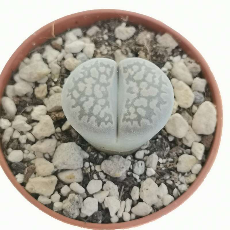 Lithops salicola 'Maculate' C.86 5,5 cm. | Aizoaceae - Giromagi vendita ...