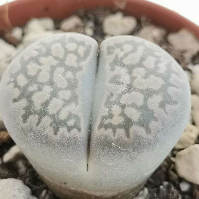 Lithops salicola 'Maculate' C.86 5,5 cm. | Aizoaceae - Giromagi vendita ...