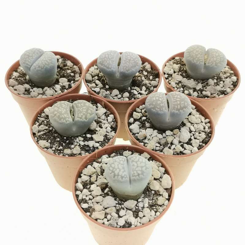 Lithops salicola 'Maculate' C.86 5,5 cm. | Aizoaceae - Giromagi vendita ...