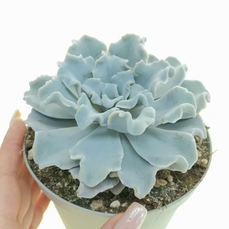 Echeveria popular Crispate Beauty double head #8- Rare Korean Import Succulent- Free Priority Mail Shipping!!