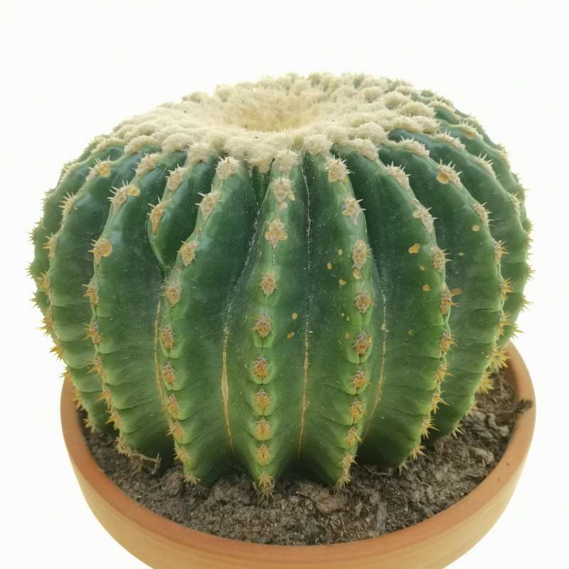 Echinocactus Grusonii Var Inermis Cm Cactaceae Giromagi Vendita Piante Grasse